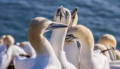 高安伴游，定制QQ：3494206190微信：act1322